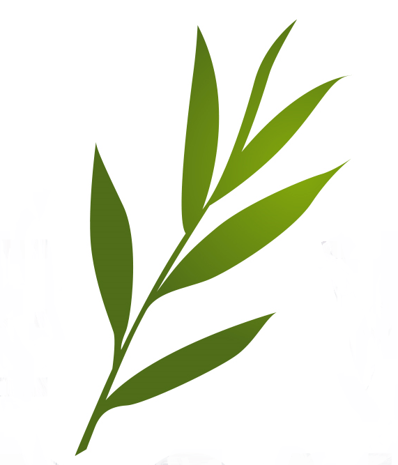 Willow Leaf Copy